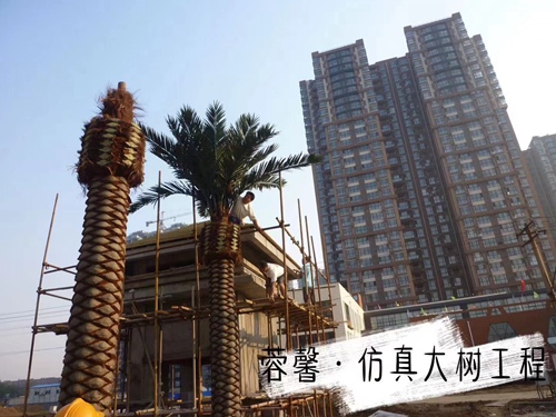 黄瓜AV免费视频大树